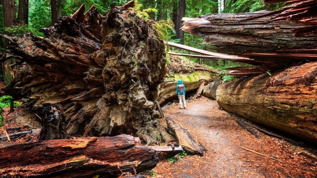 Seattle to LA drive. In photo: Humboldt Redwoods State Park, Eureka, California