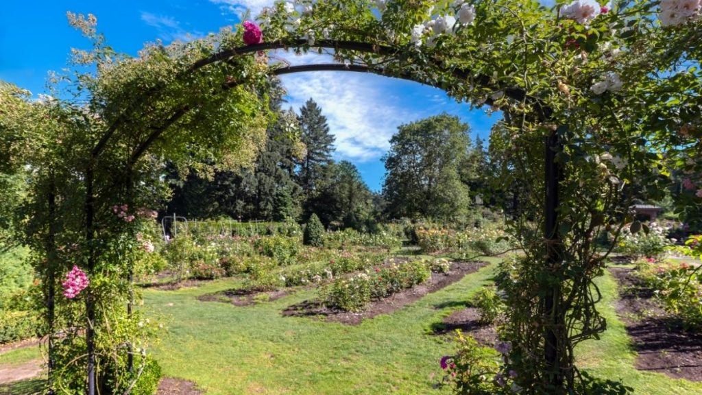 Seattle to LA drive. In photo: International Rose Test Garden, Portland, Oregon
