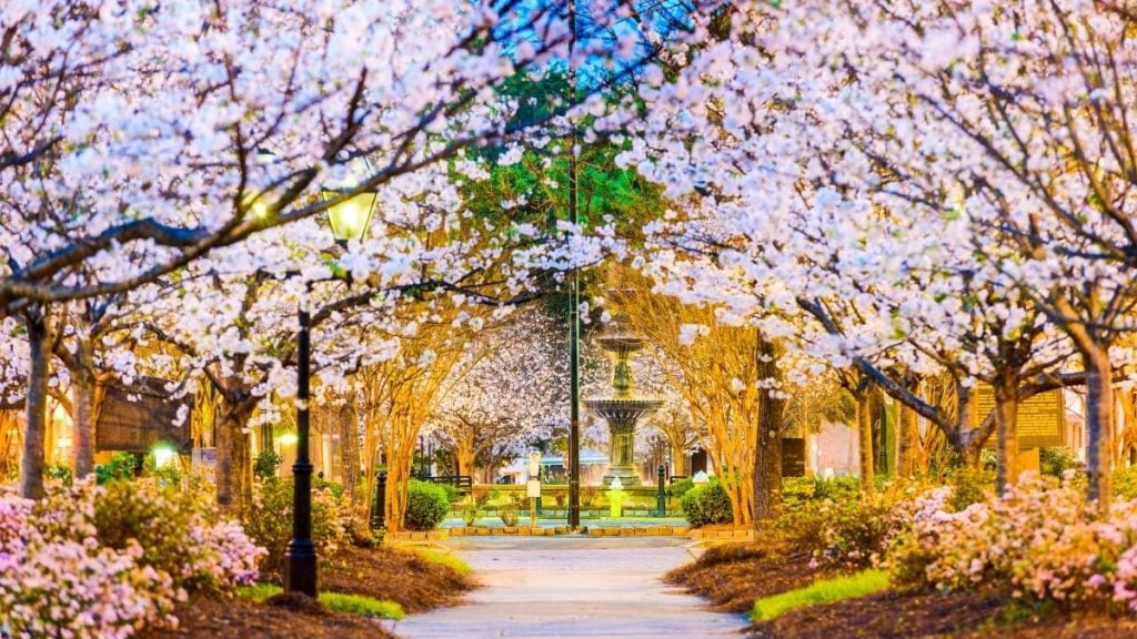 Orlando to Atlanta road trip. In photo: Cherry Blossom Festival, Macon, Georgia