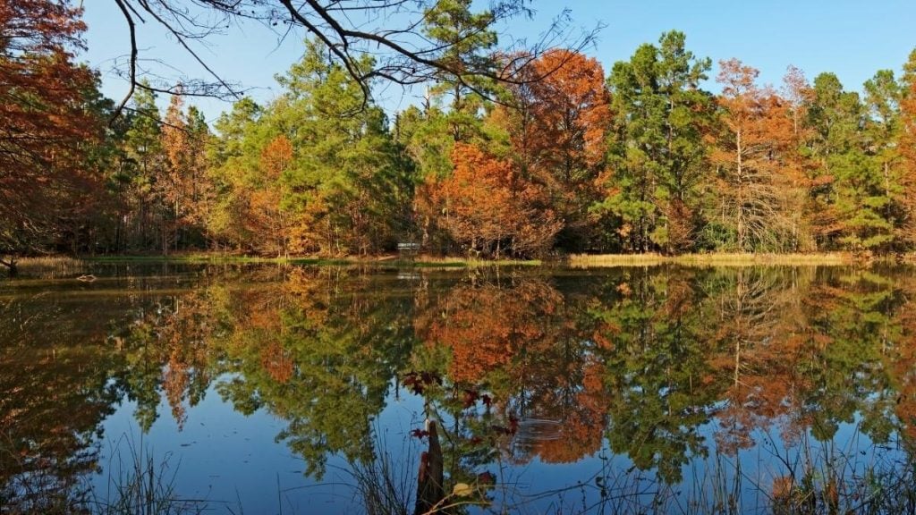 Dallas to Houston drive. In photo: W.G. Jones State Forest, Conroe, Texas