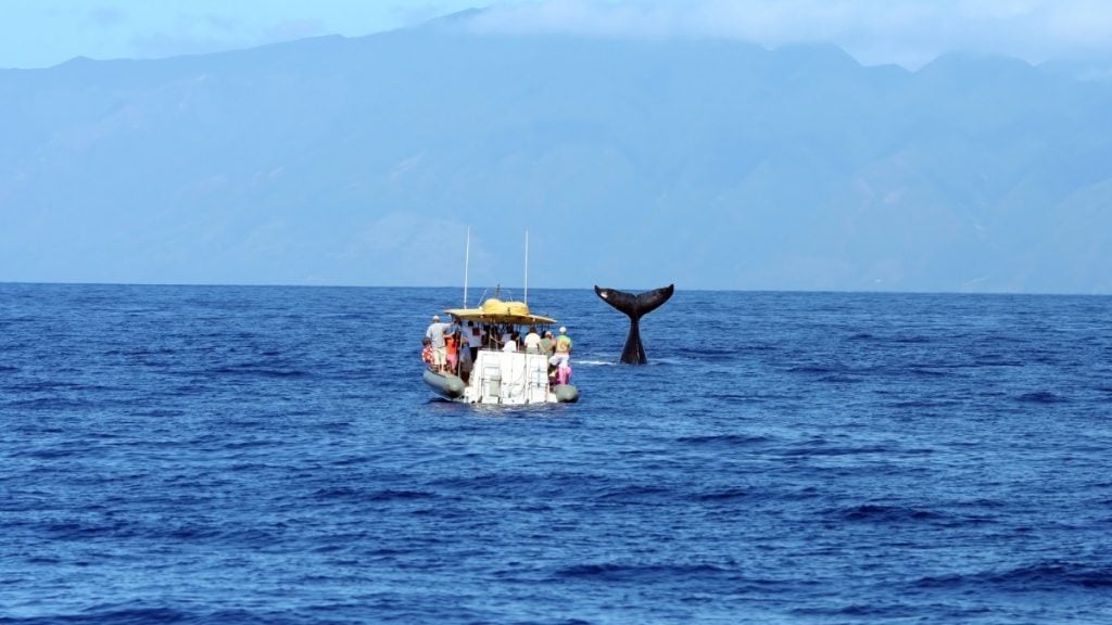 The 10 best places to see in the USA in November. In photo: Whale-watching, Maui, Hawaii