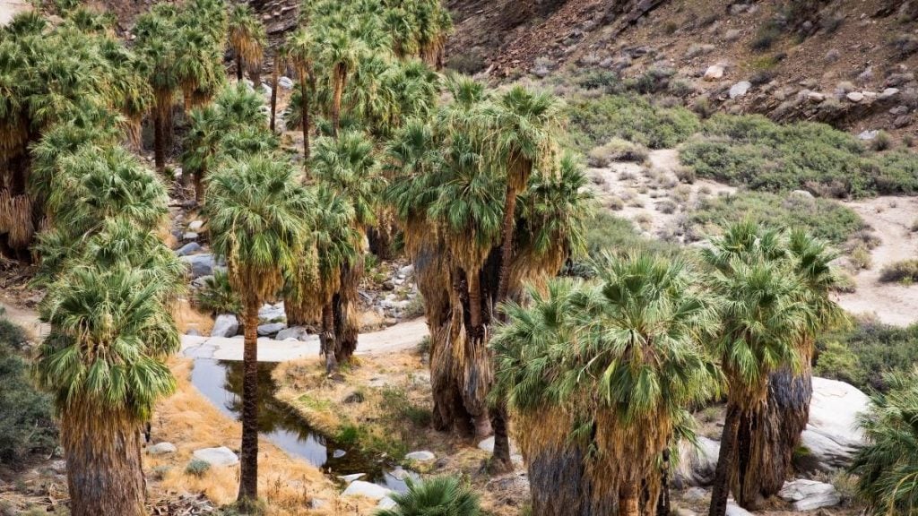 Indian Canyons, Palm Springs, California