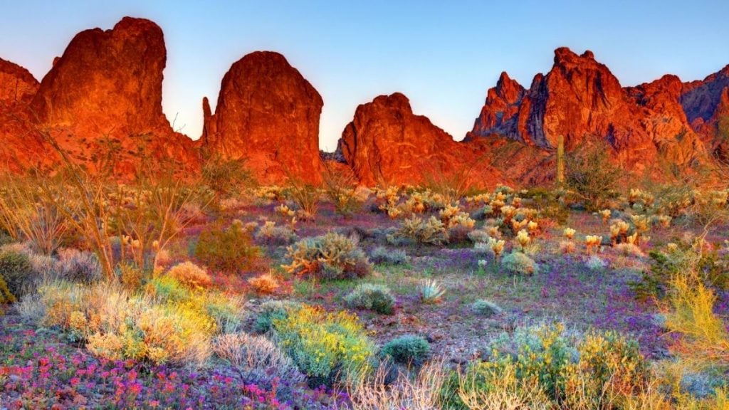 Phoenix to Los Angeles drive. In photo: Kofa National Wildlife Refuge, Quartzsite, Arizona