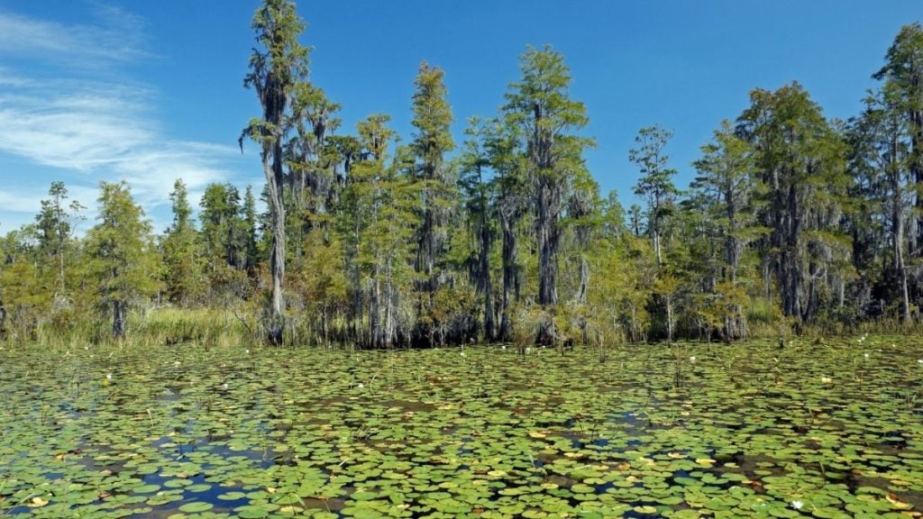 Okefenokee National Wildlife Refuge, Folkston, Georgia