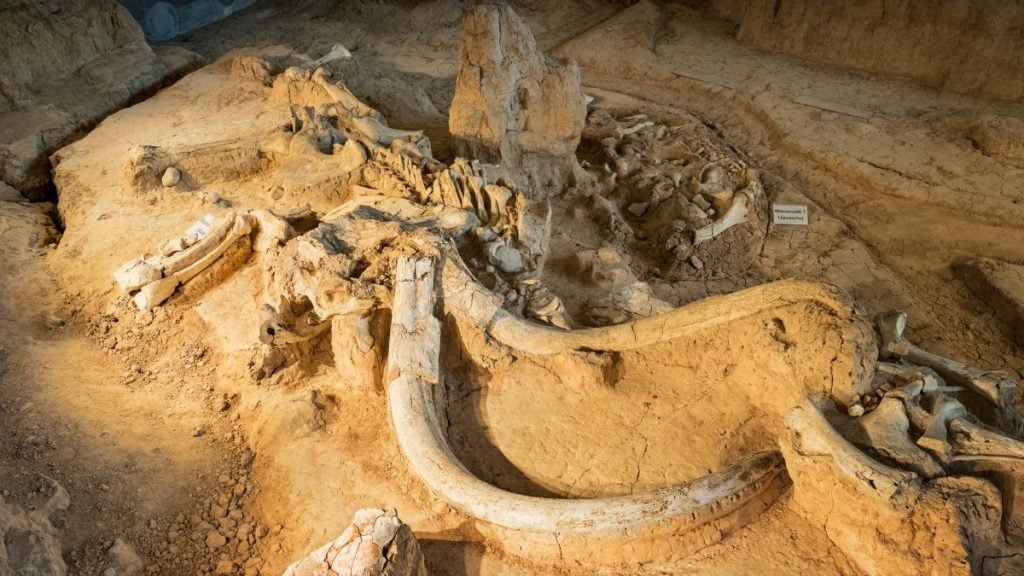 Waco Mammoth National Monument, Waco, Texas