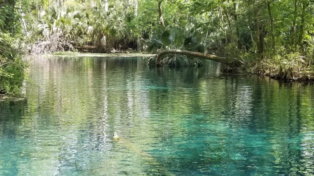 Silver Springs State Park, Silver Springs, Florida