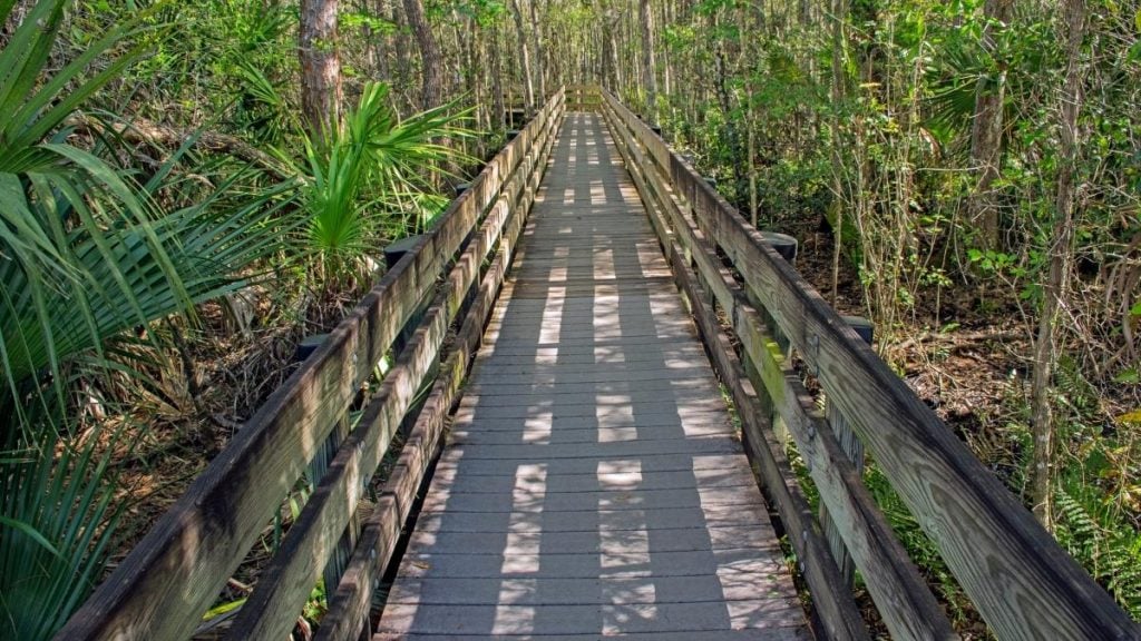 Miami to Tampa drive. In photo: Six Mile Cypress Slough Preserve, Fort Myers, Florida