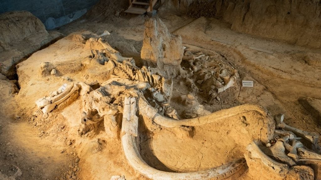Waco Mammoth National Monument, Waco, Texas