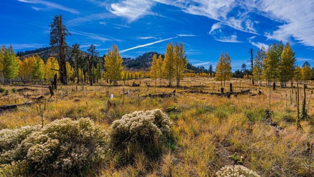 Coconino National Forest, Flagstaff, Arizona
