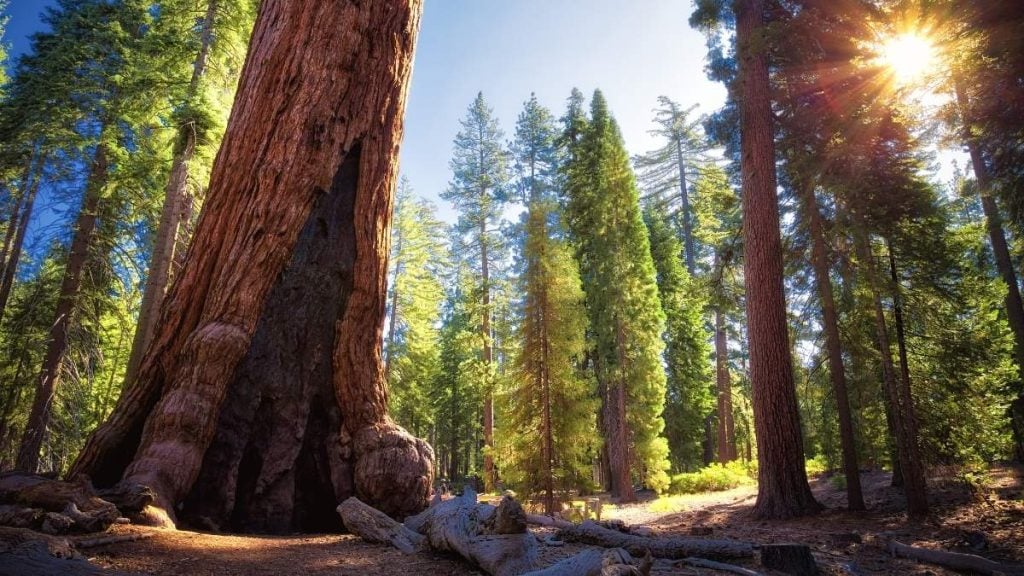 Grizzly Giant, Yosemite National Park, California