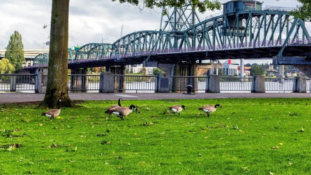 Tom McCall Waterfront Park, Portland, Oregon