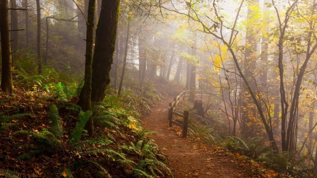 Forest Park, Portland, Oregon