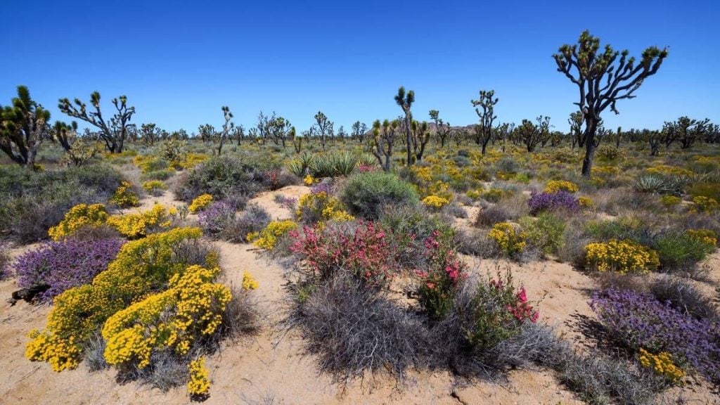 Mojave Desert, Mojave, California