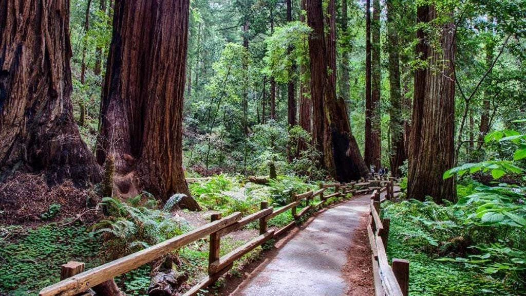 The best day trips from San Francisco. In photo: Muir Woods National Monument, Mill Valley, California