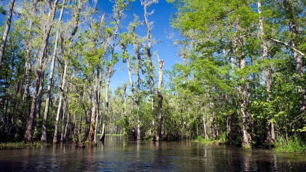 Honey Island Swamp, Slidell, Louisiana