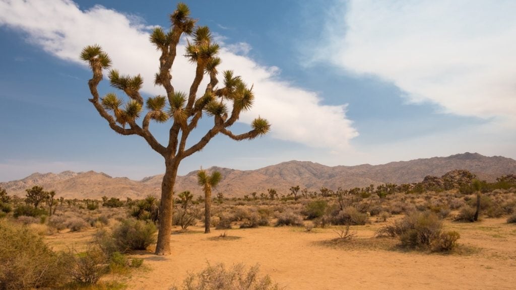 The best day trips from Long Beach, CA. In photo: Joshua Tree National Park, California