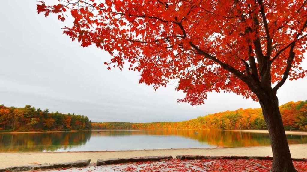 Walden Pond, Concord, Massachusetts
