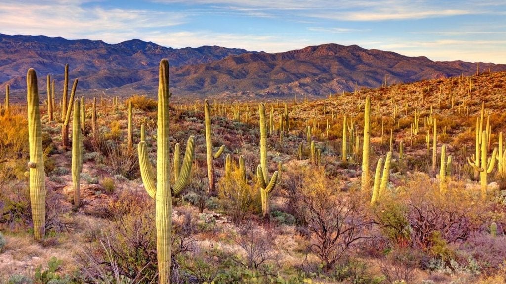 Saguaro National Park, Tucson, Arizona