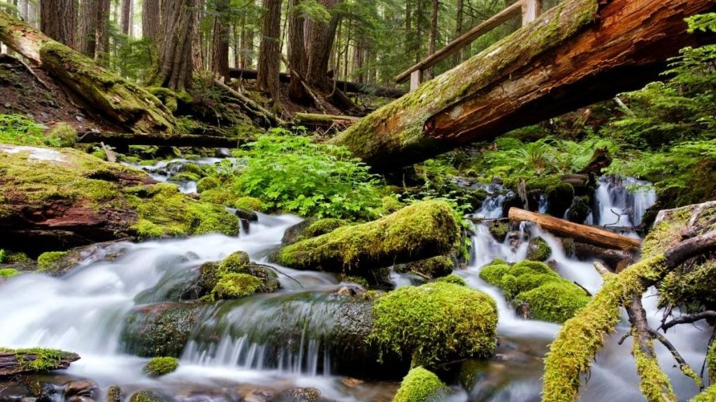 The best things to see in Seattle. In photo: Olympic National Park, Washington
