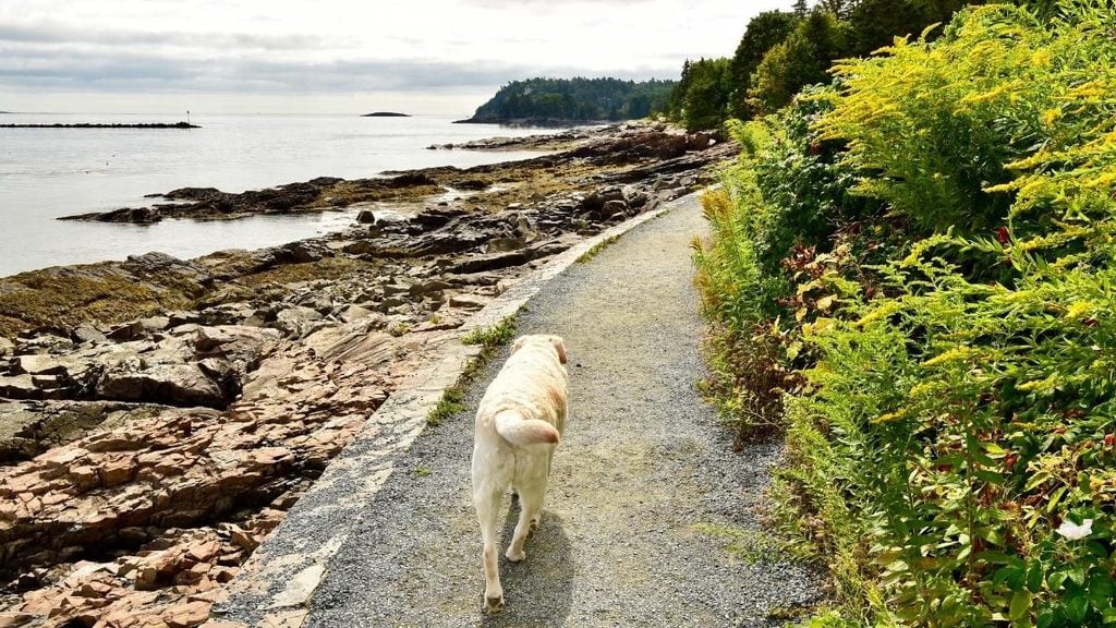 Shore Path, Bar Harbor, Maine
