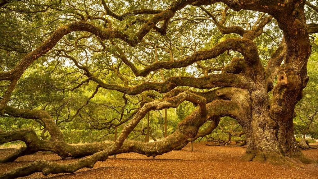 Angel Oak Tree, Charleston, South Carolina