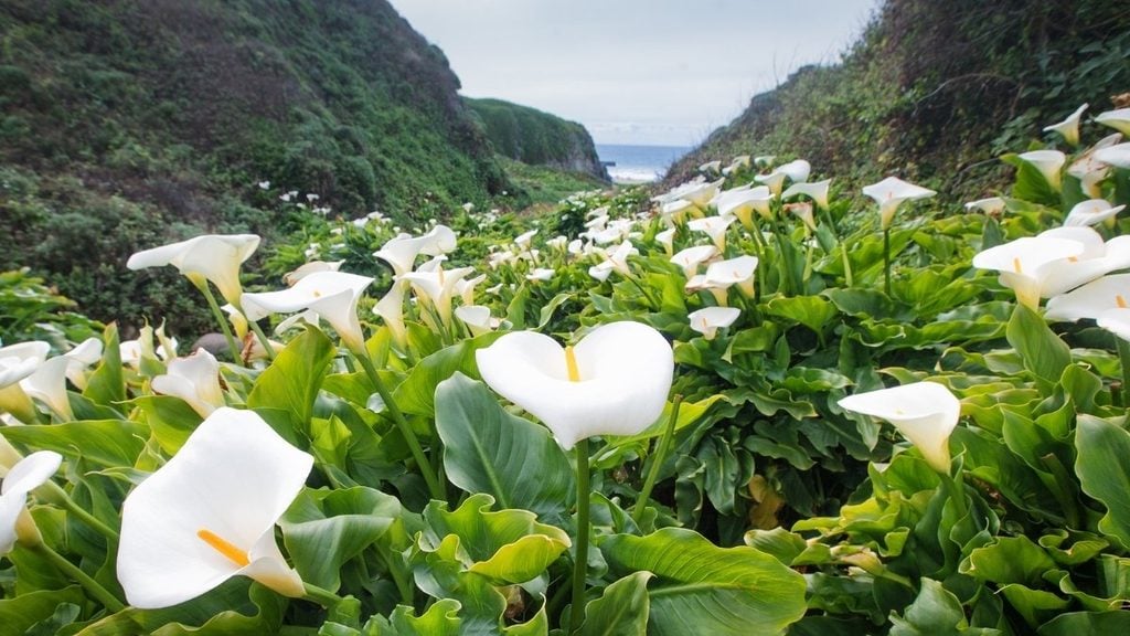 Big Sur drive. In photo: Calla Lily Valley Trail, Big Sur, California